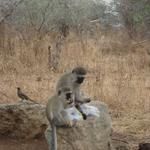 Tarangire Nationalpark