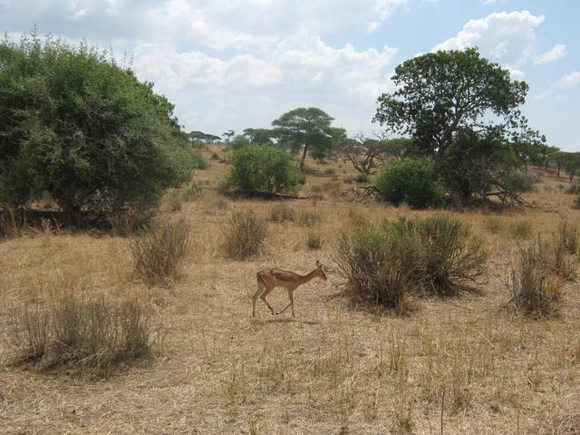 Tarangire Nationalpark