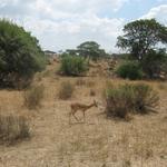 Tarangire Nationalpark