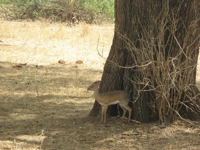 Tarangire Nationalpark