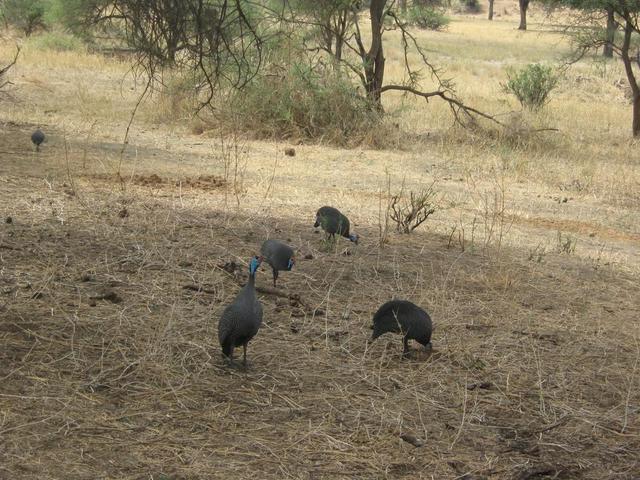 Tarangire Nationalpark