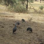 Tarangire Nationalpark